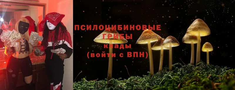 купить   Абинск  Галлюциногенные грибы Psilocybe 